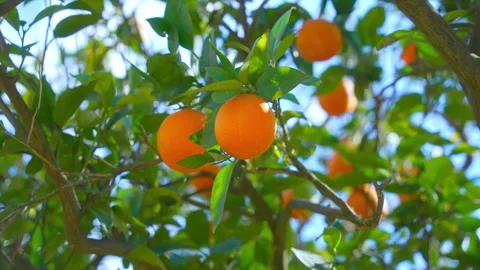 Orange in Soller, Mallorca, Spain Vídeos de archivo 248327826