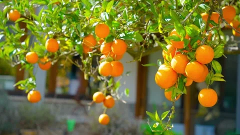Orange in Soller, Mallorca, Spain Vídeos de archivo 248329159