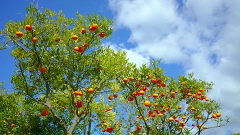 Orange in Soller, Mallorca, Spain Видео 248329918