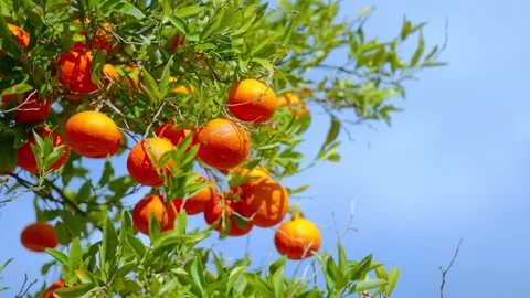 Orange in Soller, Mallorca, Spain 動画素材 248330047