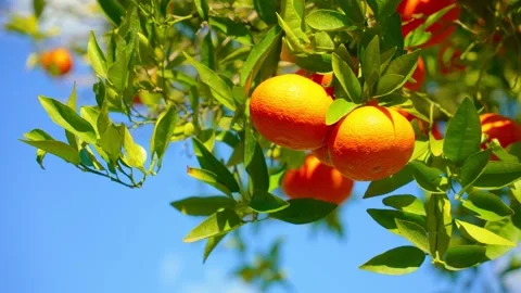 Orange in Soller, Mallorca, Spain 库存影片 248330515
