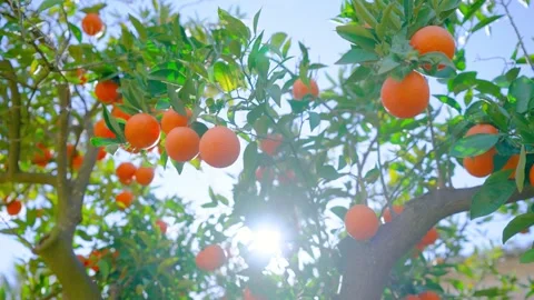 Orange in Soller, Mallorca, Spain 動画素材 248332074
