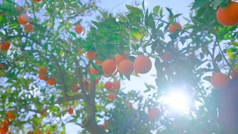 Orange in Soller, Mallorca, Spain Stock Footage 248332106