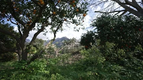 Orange in Soller, Mallorca, Spain Vídeos de archivo 248332734