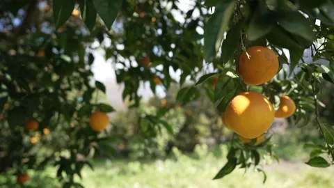 Orange in Soller, Mallorca, Spain 動画素材 248332908