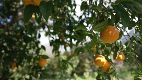 Orange in Soller, Mallorca, Spain 스톡 동영상 248332941