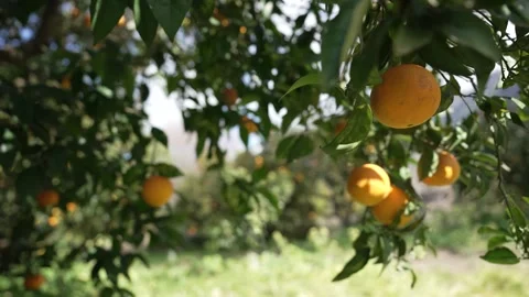 Orange in Soller, Mallorca, Spain Vídeos de archivo 248332943