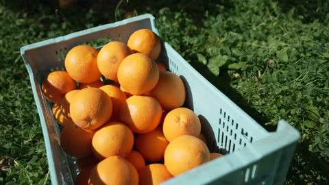 Orange in Soller, Mallorca, Spain Stock Footage 248332986