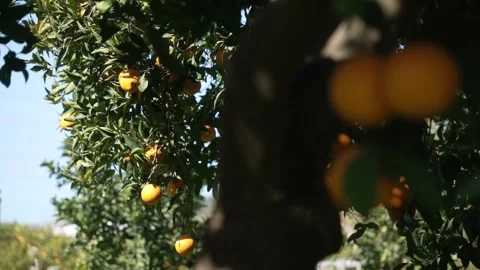 Orange in Soller, Mallorca, Spain Vídeos de archivo 248333028