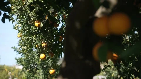 Orange in Soller, Mallorca, Spain Vídeos de archivo 248333032