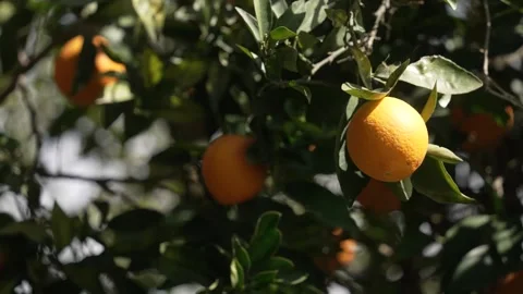Orange in Soller, Mallorca, Spain Stock Footage 248333072