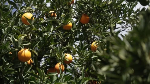 Orange in Soller, Mallorca, Spain 動画素材 248333178