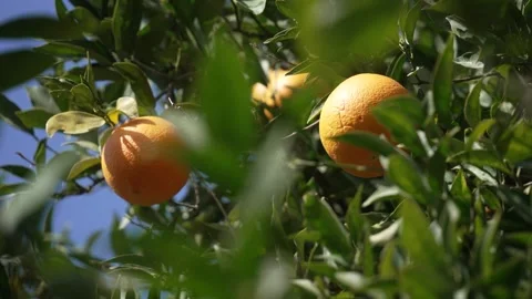 Orange in Soller, Mallorca, Spain Stock-Footage 248333187