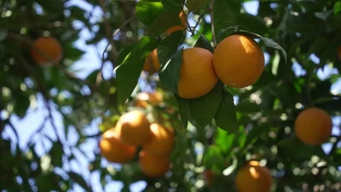 Orange in Soller, Mallorca, Spain Vídeos de archivo 248333305