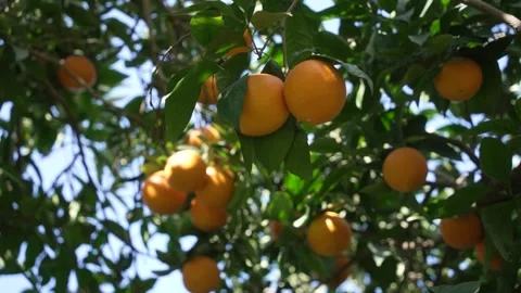 Orange in Soller, Mallorca, Spain 스톡 동영상 248333316