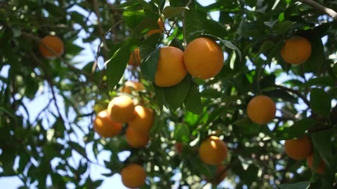 Orange in Soller, Mallorca, Spain Vídeos de archivo 248333320