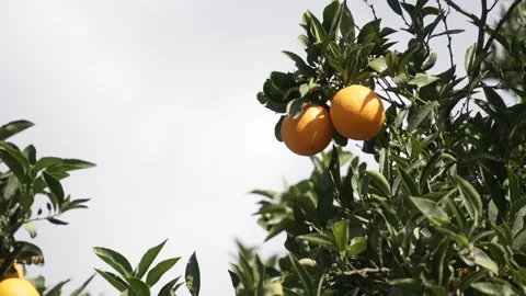 Orange in Soller, Mallorca, Spain Stock Footage 248333392