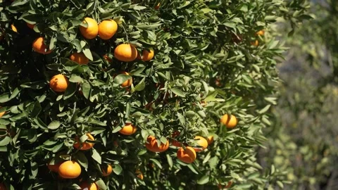Orange in Soller, Mallorca, Spain 스톡 동영상 248333515