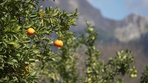 Orange in Soller, Mallorca, Spain 스톡 동영상 248333538