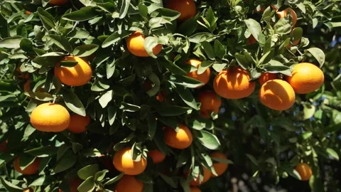 Orange in Soller, Mallorca, Spain Stock Footage 248333646