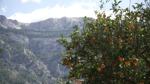 Orange in Soller, Mallorca, Spain Video stock 248333898