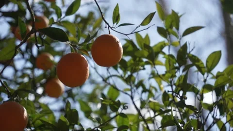Orange in Soller, Mallorca, Spain Stock Footage 248334089