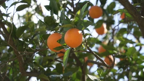 Orange in Soller, Mallorca, Spain Vídeos de archivo 248334211