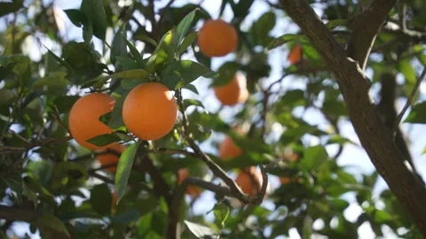 Orange in Soller, Mallorca, Spain Vídeos de archivo 248334217