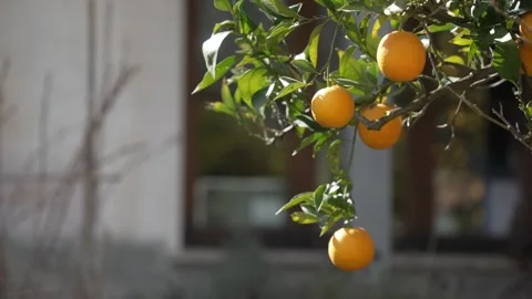 Orange in Soller, Mallorca, Spain Vídeos de archivo 248334515