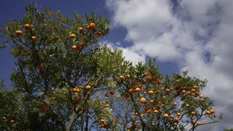 Orange in Soller, Mallorca, Spain Vídeos de archivo 248334789