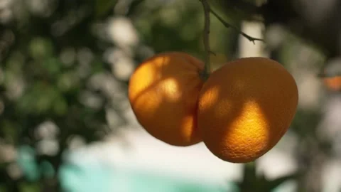 Orange in Soller, Mallorca, Spain Vídeos de archivo 248335071