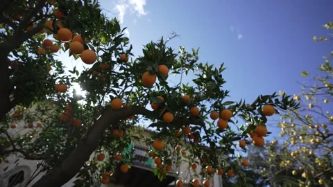 Orange in Soller, Mallorca, Spain Stock Footage 248335176