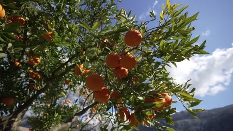 Orange in Soller, Mallorca, Spain Stock Footage 248335225
