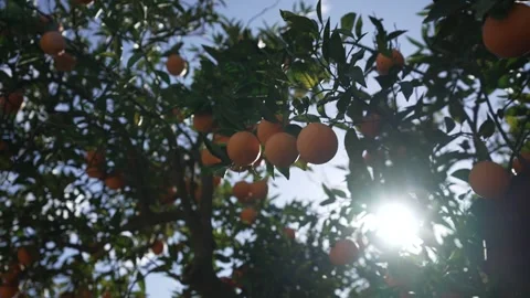 Orange in Soller, Mallorca, Spain Stock Footage 248335448