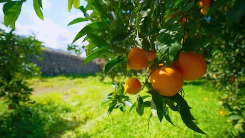 Orange in Soller, Mallorca, Spain Vídeos de archivo 248343637