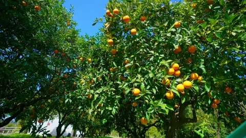 Orange in Soller, Mallorca, Spain 動画素材 248343814