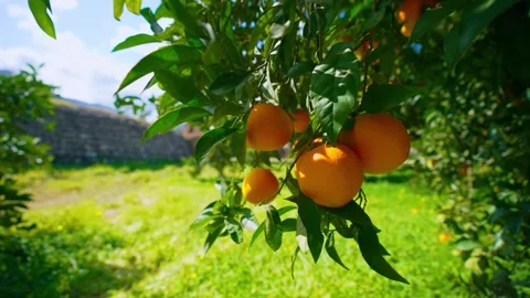 Orange in Soller, Mallorca, Spain Stock Footage 248343838