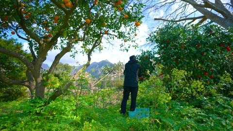Orange in Soller, Mallorca, Spain Vídeos de archivo 248344335