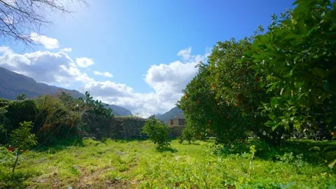 Orange in Soller, Mallorca, Spain Vídeos de archivo 248344389