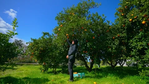 Orange in Soller, Mallorca, Spain Stock Footage 248344459