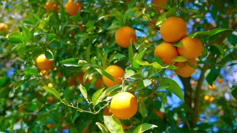 Orange in Soller, Mallorca, Spain 库存影片 248344477