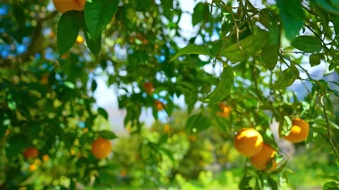 Orange in Soller, Mallorca, Spain Stock Footage 248344782