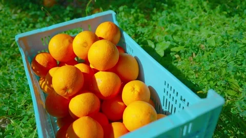 Orange in Soller, Mallorca, Spain Stock Footage 248345081