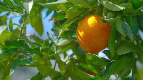 Orange in Soller, Mallorca, Spain Stock-Footage 248345776