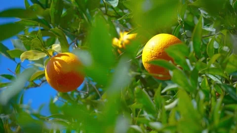 Orange in Soller, Mallorca, Spain Stock Footage 248347674
