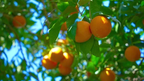 Orange in Soller, Mallorca, Spain Vídeos de archivo 248348605