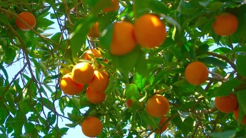 Orange in Soller, Mallorca, Spain Vídeos de archivo 248348671