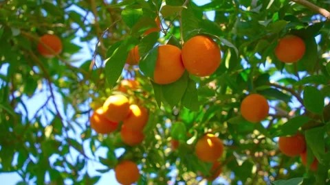 Orange in Soller, Mallorca, Spain Stock Footage 248349412