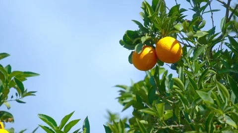 Orange in Soller, Mallorca, Spain Vídeos de archivo 248349706