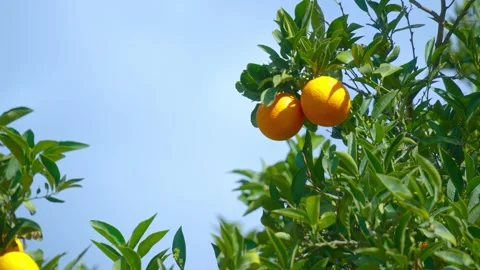 Orange in Soller, Mallorca, Spain Vídeos de archivo 248349888